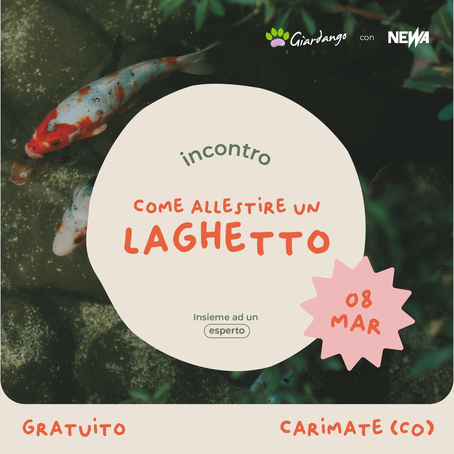 Incontro Come allestire un laghetto