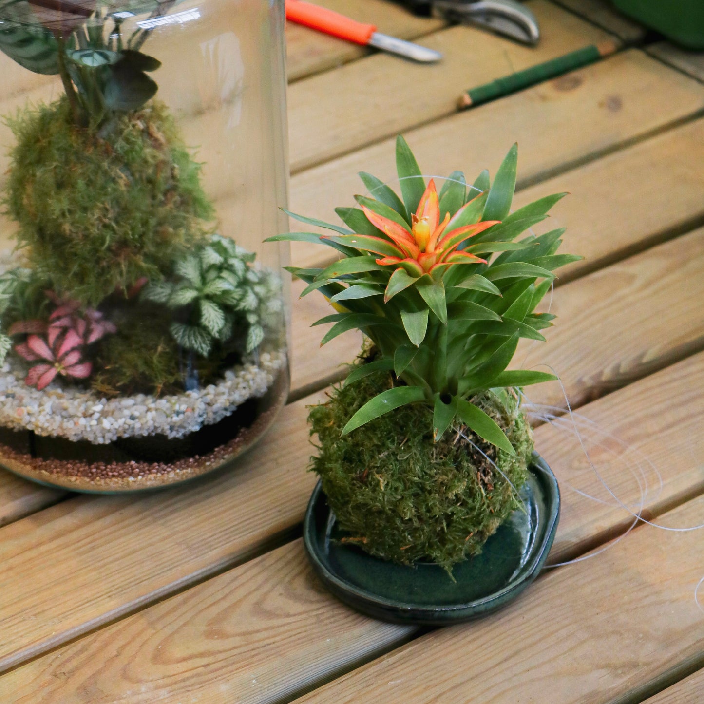 Workshop Kokedama