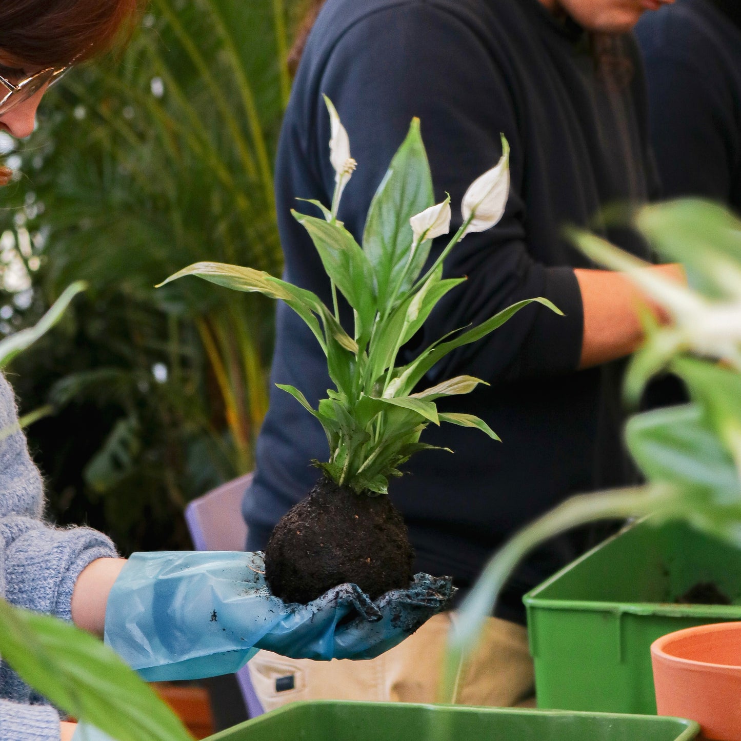 Workshop Kokedama