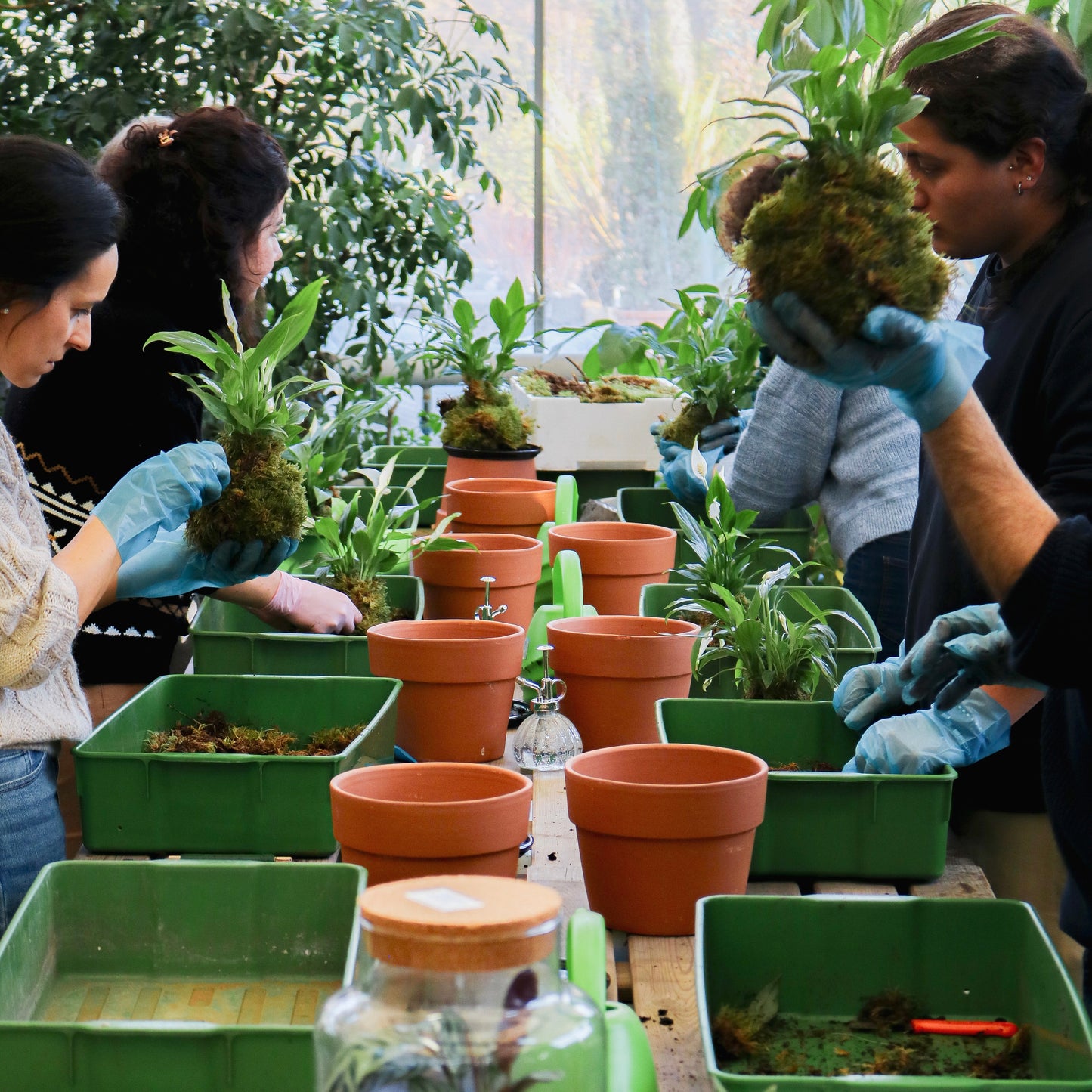 Workshop Kokedama