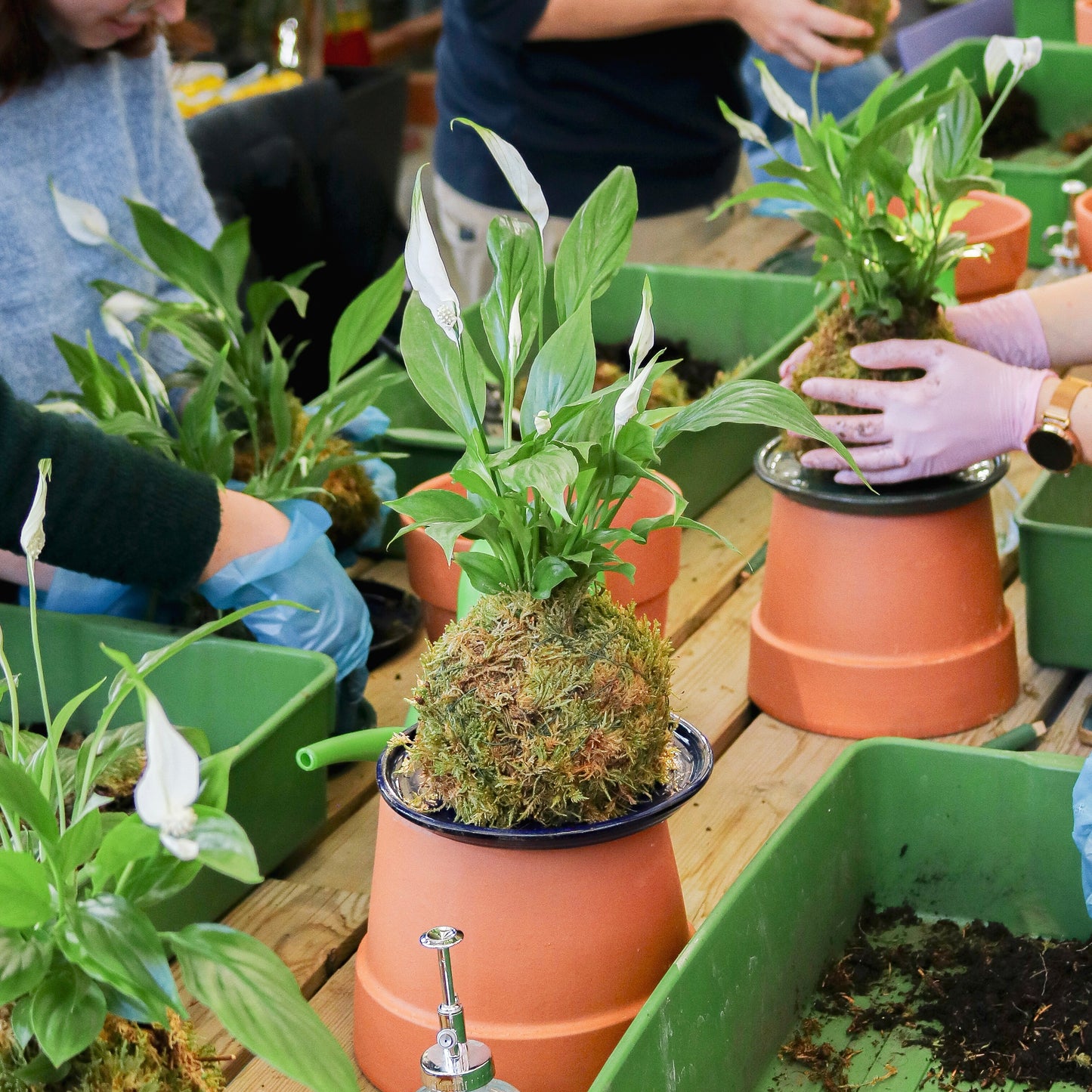 Workshop Kokedama