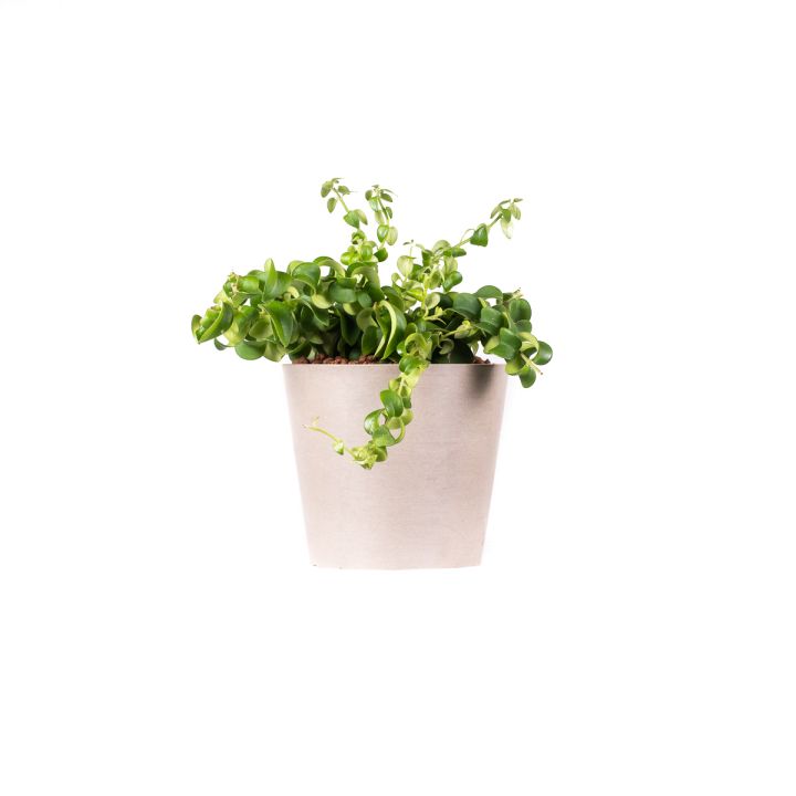 Aeschynanthus Scoubidu 13/12 in idrocoltura