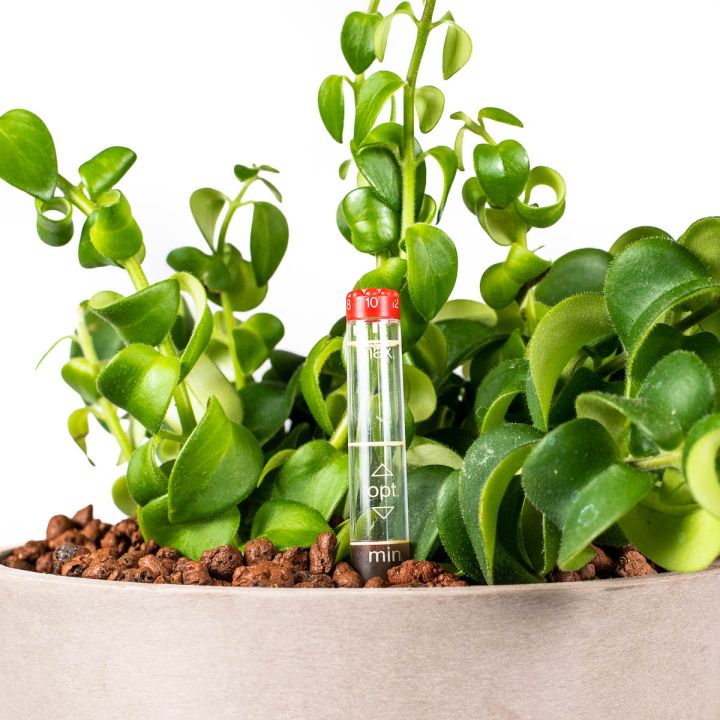 Aeschynanthus Scoubidu 13/12 in idrocoltura