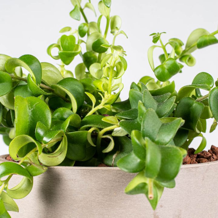 Aeschynanthus Scoubidu 13/12 in idrocoltura