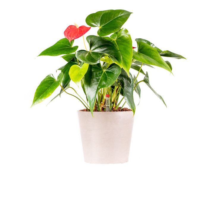 Anthurium Sierra rosso 13/12 in idrocoltura