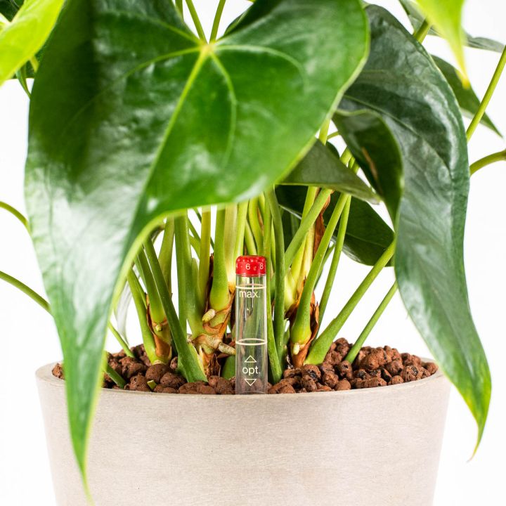 Anthurium Sierra rosso 13/12 in idrocoltura