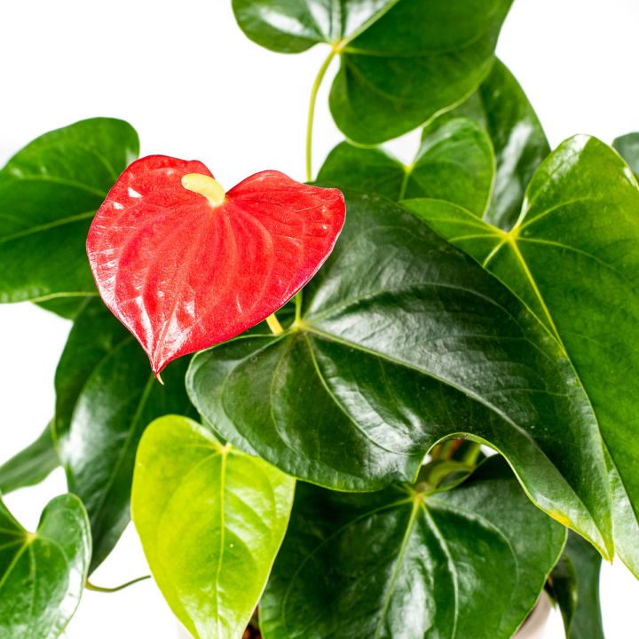 Anthurium Sierra rosso 13/12 in idrocoltura