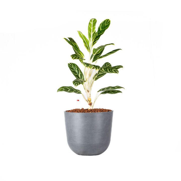 Aglaonema Ivy Green 15/19 in idrocoltura