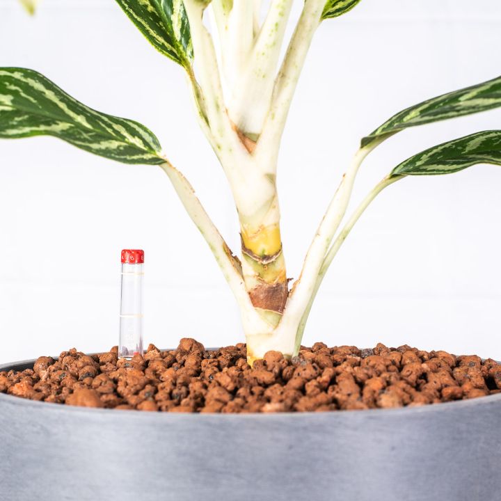 Aglaonema Ivy Green 15/19 in idrocoltura