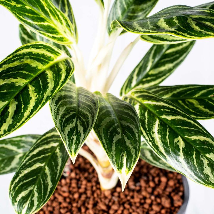 Aglaonema Ivy Green 15/19 in idrocoltura