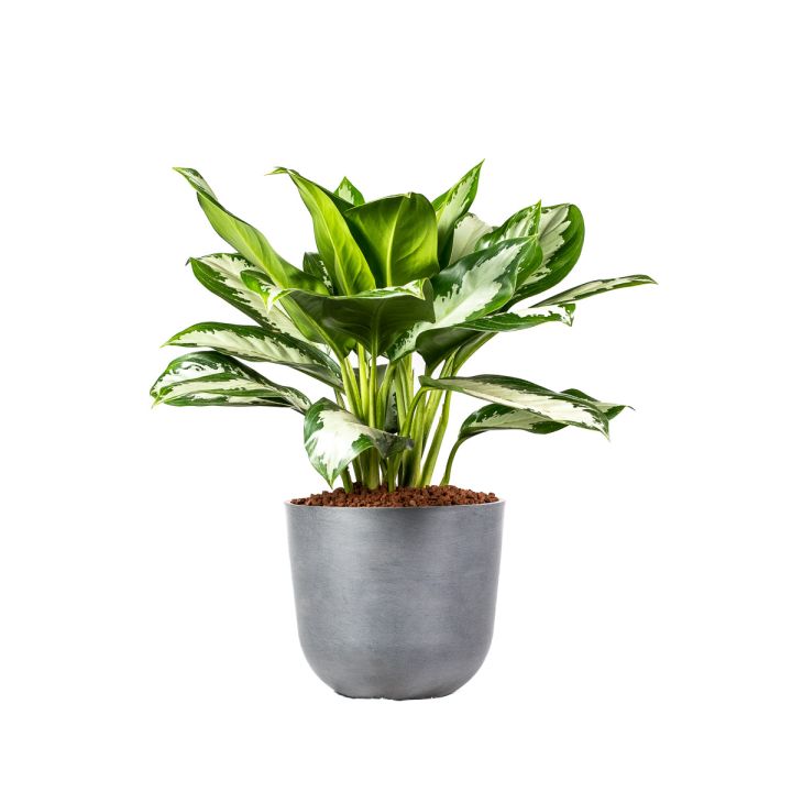 Aglaonema Diamond Bay 18/19 in idrocoltura
