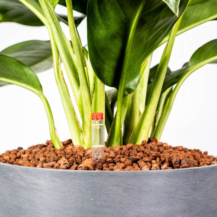 Aglaonema Diamond Bay 18/19 in idrocoltura