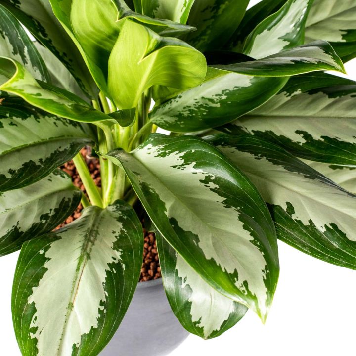 Aglaonema Diamond Bay 18/19 in idrocoltura