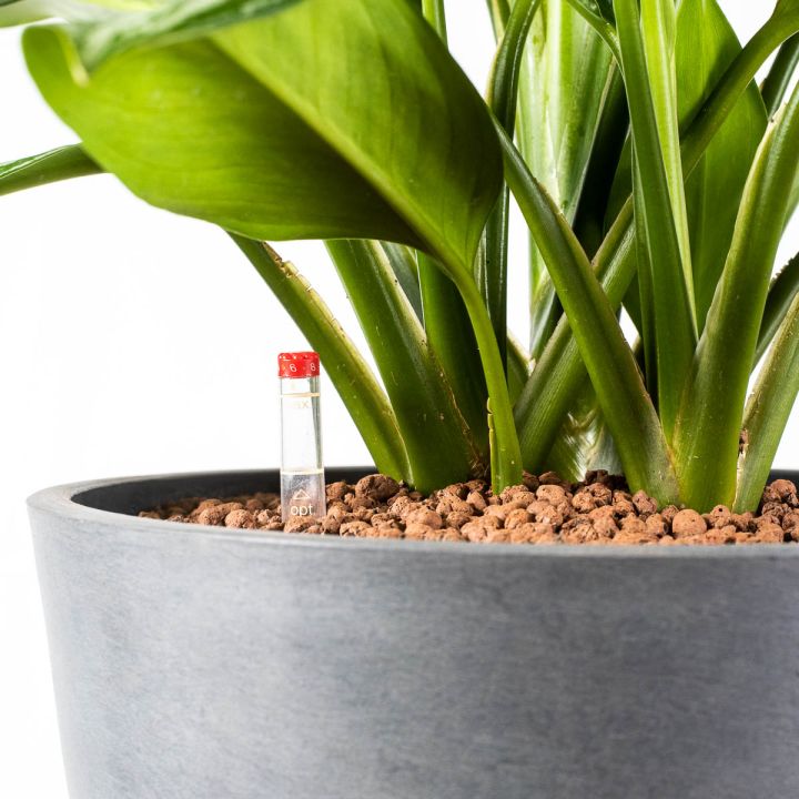 Aglaonema Green Stripe 18/19 in idrocoltura