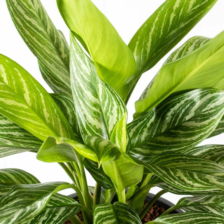 Aglaonema Green Stripe 18/19 in idrocoltura