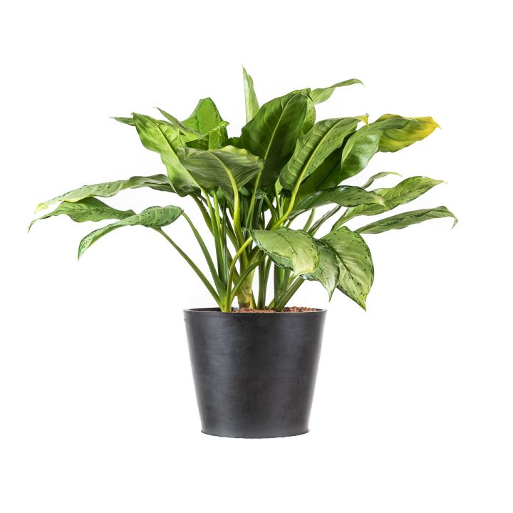Aglaonema freedman 18/19 in idrocoltura