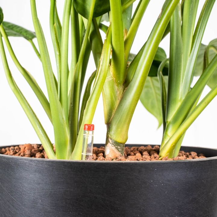 Aglaonema freedman 18/19 in idrocoltura