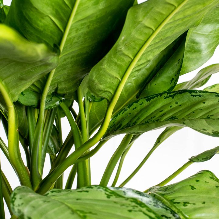 Aglaonema freedman 18/19 in idrocoltura
