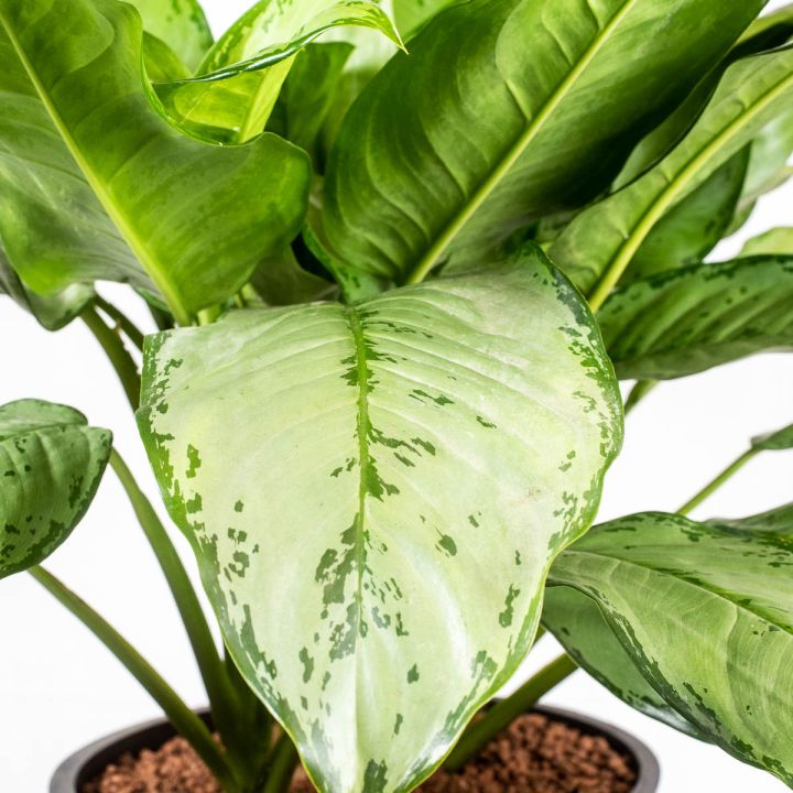 Aglaonema freedman 18/19 in idrocoltura