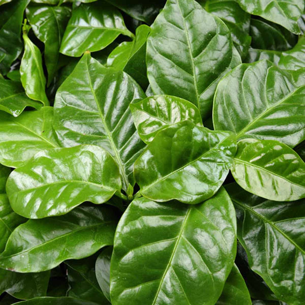 Coffea arabica 13/12 in idrocoltura