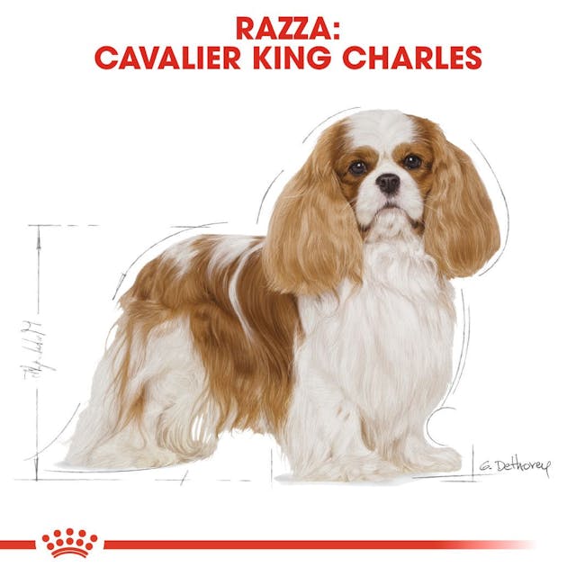 Royal Canin Cavalier King Adult - Giardango