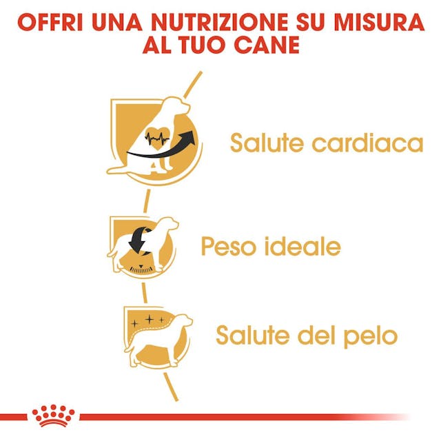 Royal Canin Cavalier King Adult - Giardango