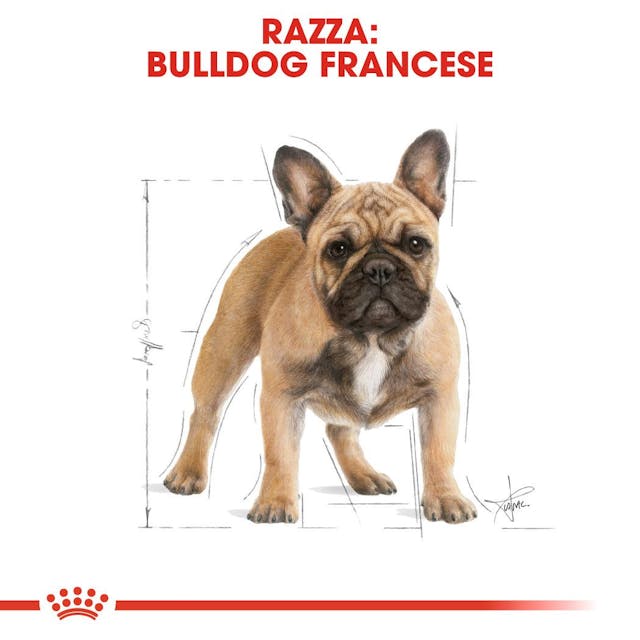 Royal Canin French Bulldog Adult - Giardango