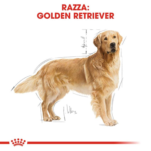 Royal Canin Golden Retriever Adult - Giardango