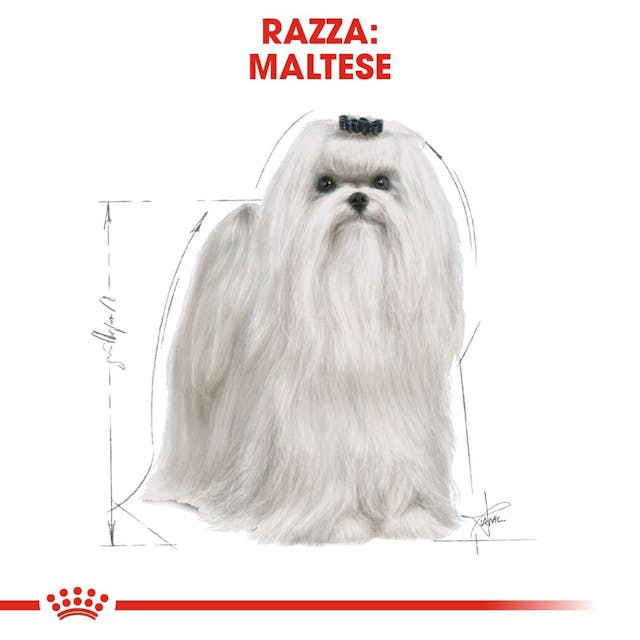 Royal Canin Maltese Adult - Giardango