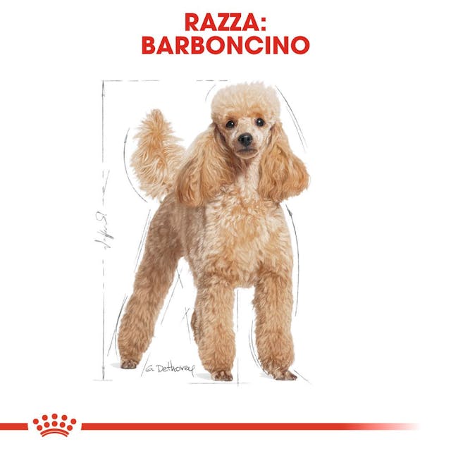 Royal Canin Barboncino Poodle Adult - Giardango