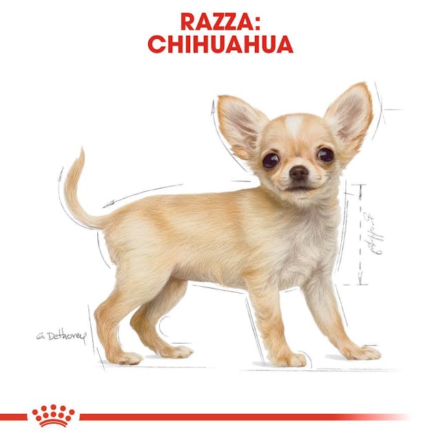 Royal Canin Chihuahua Puppy & Junior