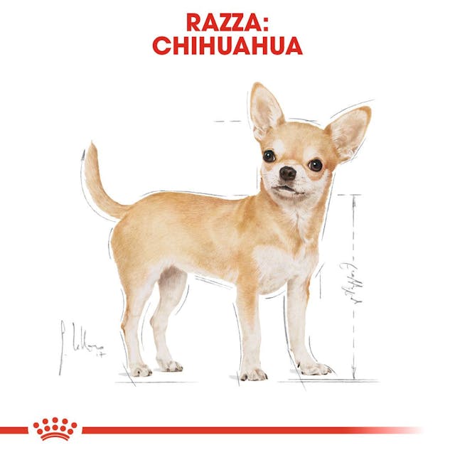 Royal Canin Chihuahua Adult Wet - Giardango