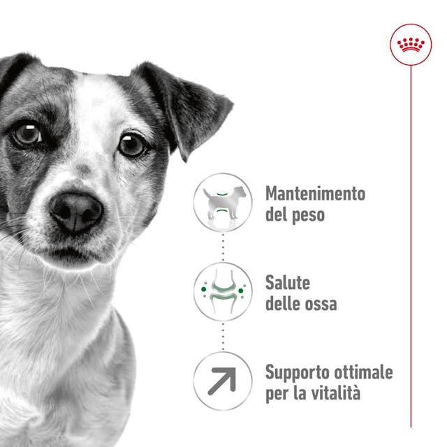 Royal Canin Mini Adult 8+ - Giardango