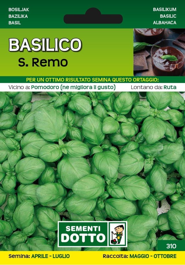 Basilico San Remo