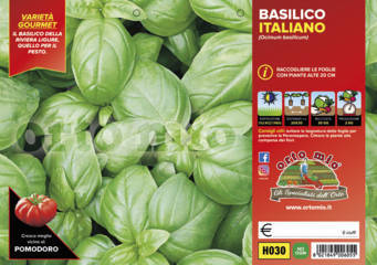 Basilico Italiano Classico Gemma (tipo genovese) in Vaschetta da 6 Ciuffi - Giardango