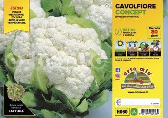Cavolfiore Estivo Alston - Giardango