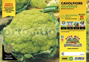 Cavolfiore Macerata Precoce Gilverde - Giardango