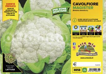 Cavolfiore per zone montane Magister - Giardango