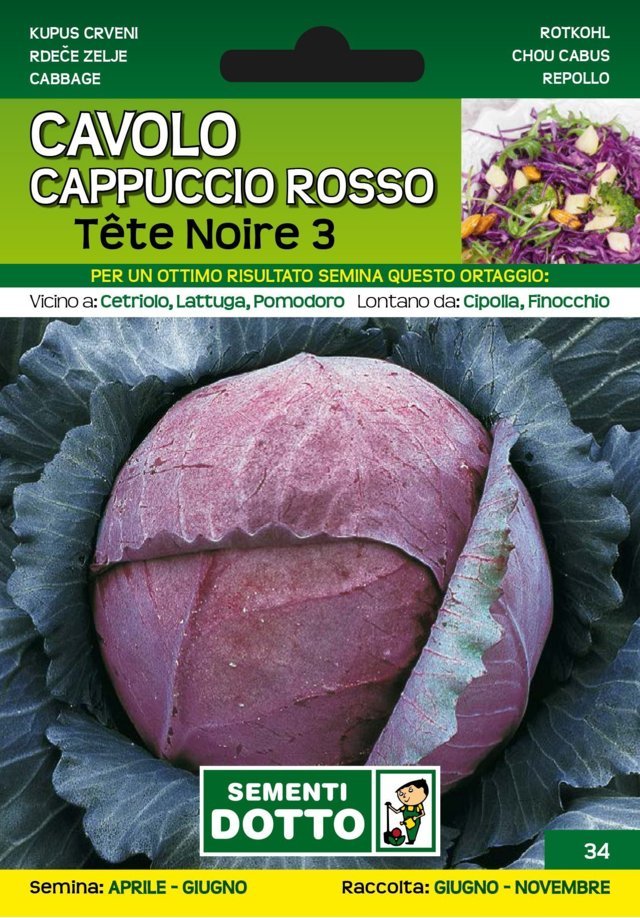 Cavolo Cappuccio Rosso Tete Noire 3