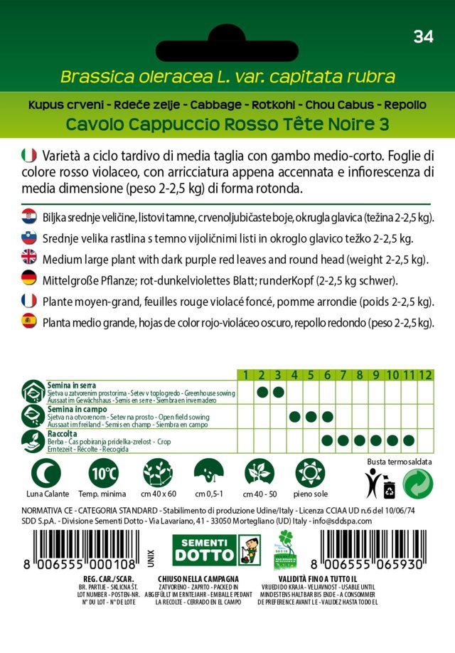 Cavolo Cappuccio Rosso Tete Noire 3