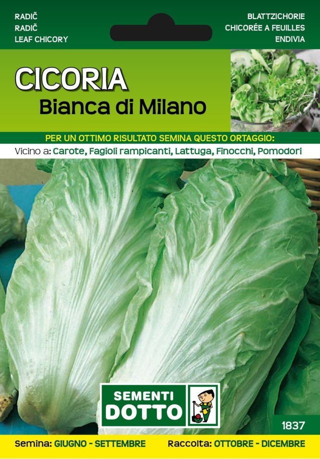 Cicoria Bianca di Milano