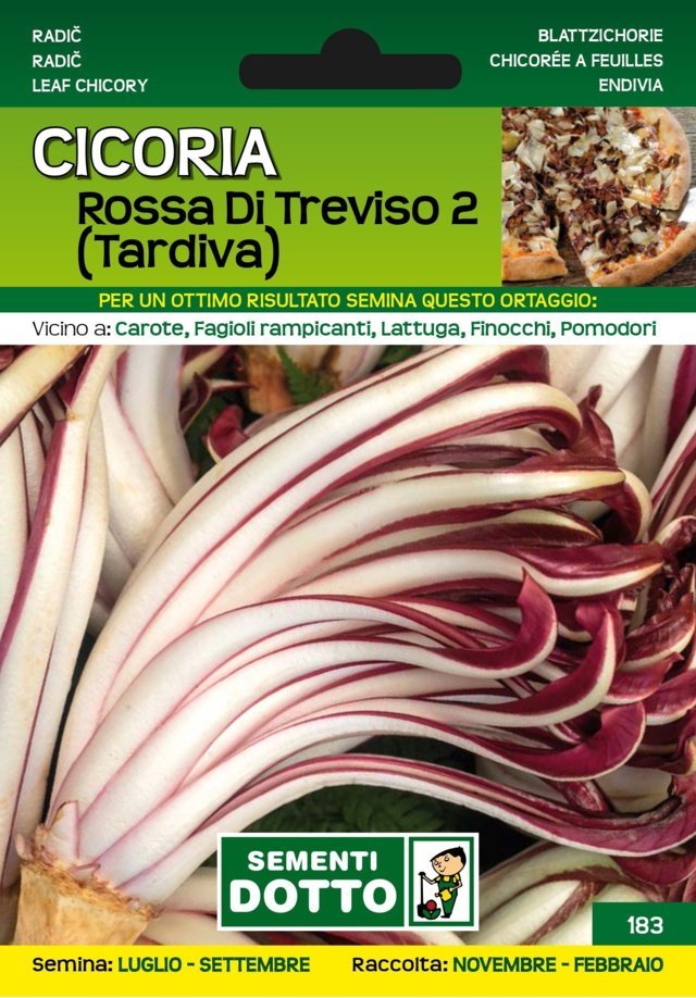 Cicoria Rossa di Treviso 2 Tardiva
