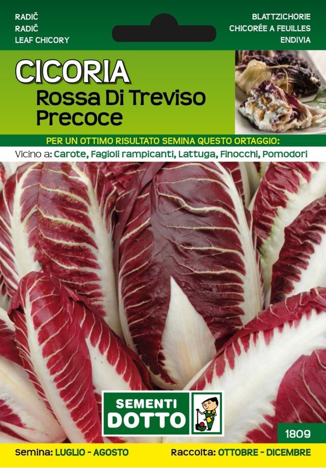 Cicoria Rossa di Treviso Precoce