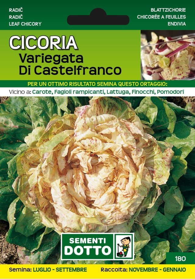 Cicoria Variegata di Castelfranco