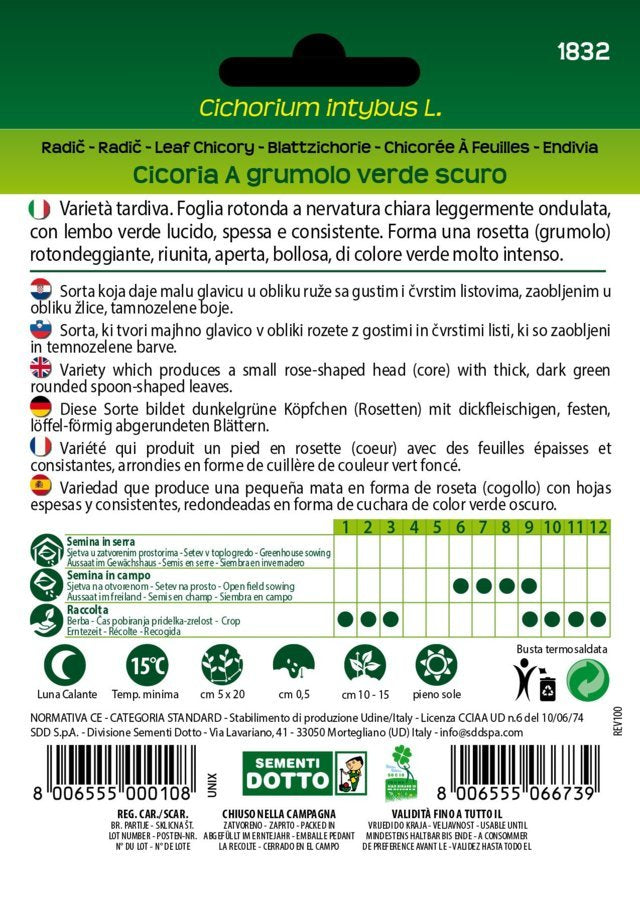 Cicoria a Grumolo Verde Scuro