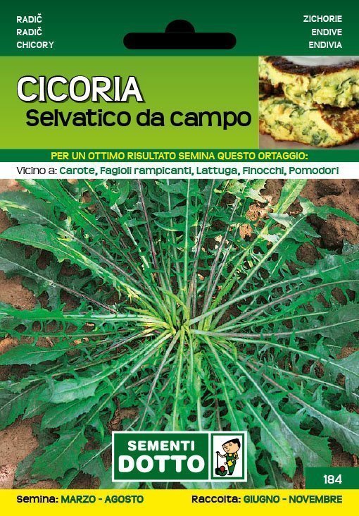 Cicoria Selvatico da Campo