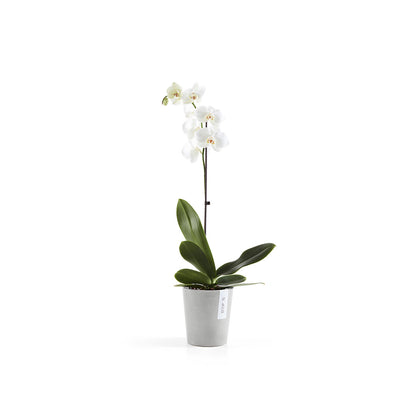 Vaso Ecopots Morinda per Orchidee Grigio Chiaro