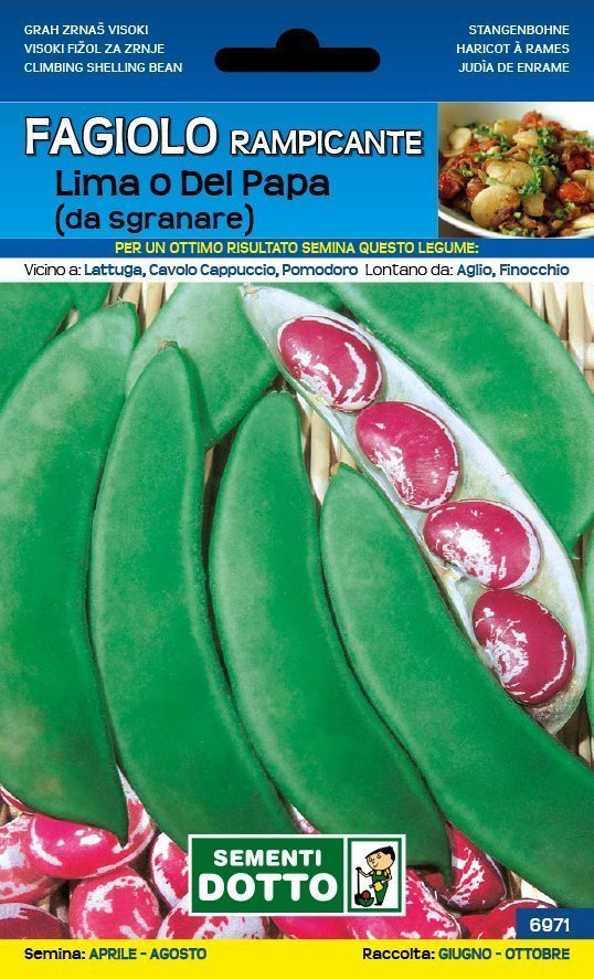 Fagiolo del Papa o Lima Rampicante