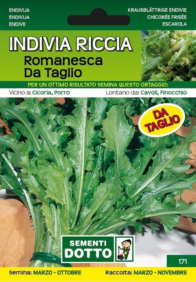 Indivia Riccia Romanesca da Taglio - Giardango