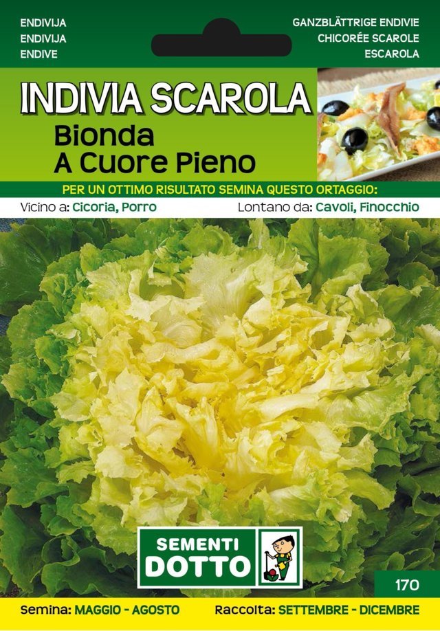 Indivia Scarola Bionda a Cuore Pieno - Giardango